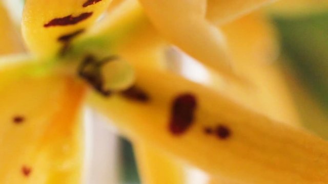 Yellow spotted Orchid flower brassada mivada extreme close-up, real time, macro