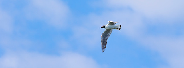 Black-headed gull-Mouette rieuse (Chroicocephalus ridibundus)