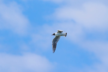Black-headed gull-Mouette rieuse (Chroicocephalus ridibundus)