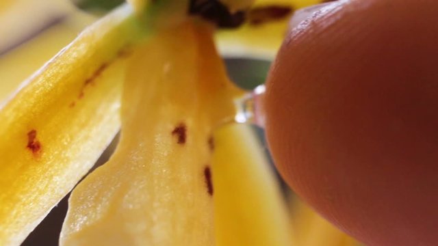 Man finger removes a drop of sweet nectar from the Orchid flower.  Yellow spotted Orchid brassada mivada extreme close-up, real time, contains people