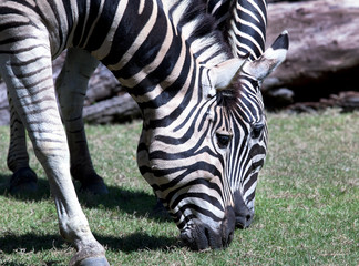 Fototapeta na wymiar A huge Bull antelope . Taken on safari National Park striped Gazelle, South Africa