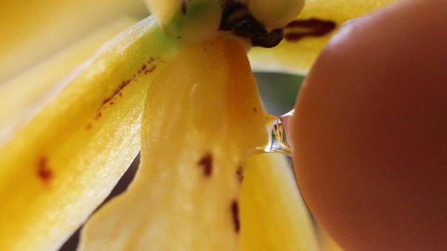 man takes a drop of sweet clear nectar or dew with Orchid flower brassada mivada.  Yellow spotted hybrid Orchid extreme close-up, real time, contains people, superficial dressing, macro