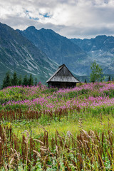 Gasienicowa Valley ( Hala Gasienicowa) in Tatra Mountains, Poland in Summer
