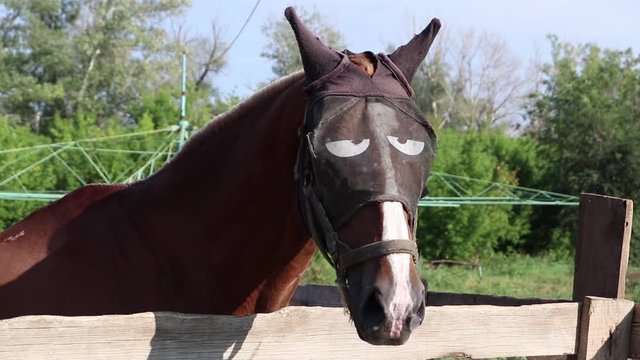 portrait of a close up horse in a funny unusual mask slowly turns his head and looks around at the farm