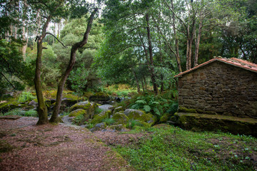 Bosque