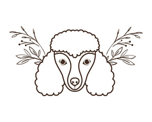 head of cute poodler dog on white background