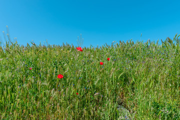 Landscape nature- red poppy