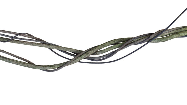 Twisted jungle vines, tropical rainforest liana plant isolated on white background, clipping path included.