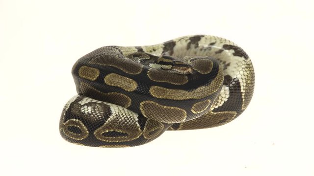 Royal Python or Python regius isolated in studio against a white background.