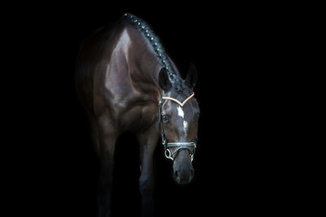 Black horse portrait on black background