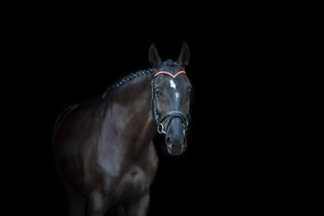 Black horse portrait on black background