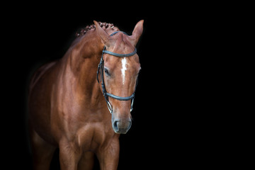Red horse portrait on black background