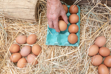 La mano recoge los huevos del gallinero y los coloca en un cartón de huevos. © Manueltrinidad
