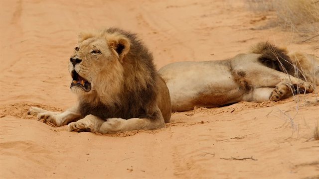 Two male black maned Kalahari lion roaring on a sand track in Kgalagadi Transfrontier Park, Botswana, Africa. Close up shot with jackal crossing in the background.