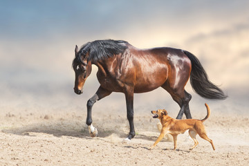 Fototapeta na wymiar Horse run and play with dog in desert dust