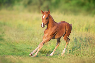 Naklejka na ściany i meble Beautiful red foal run and fun on spring green sunrise field