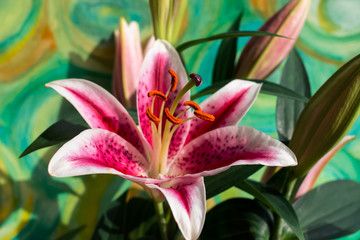 Magnificent pink oriental lilies on colourful background