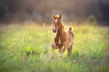 Beautiful red foal run and fun on spring green sunrise field - 287395679