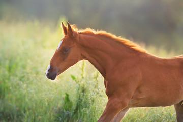Fototapeta premium Red colt portrait at sunlight on summer field