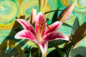 Magnificent pink oriental lilies on colourful background