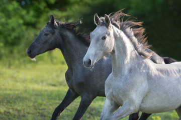 Obraz na płótnie Canvas Couple Grey horse portrait in motion outdoor.