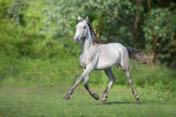 Obraz na płótnie Canvas Grey horse trotting outdoor