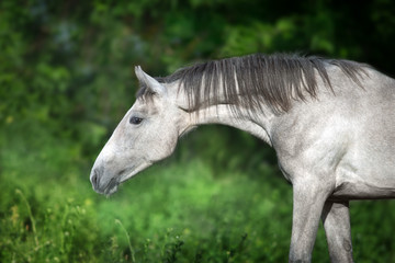 Fototapeta na wymiar Grey horse portrait against green background