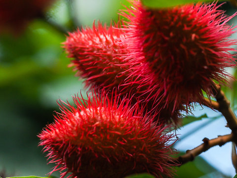 Urucum