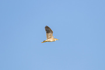 Black crowned night heron-Héron bihoreau (Nycticorax nycticorax)