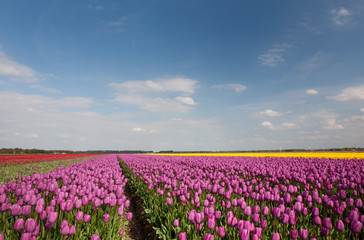 Growing tulips. Field with tulips. Noordoostpolder. Netherlands. Agriculture