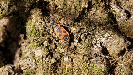 Red bug soldier of the leaves.