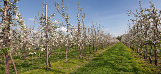 Fototapeta na wymiar Spring. Appleblossom. Orchard blooming. Netherlands