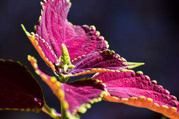 Beautiful macro Coleus leaf, background