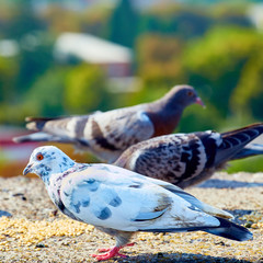 Pigeons close-up on a combined background