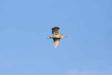 Black crowned night heron-Héron bihoreau (Nycticorax nycticorax)