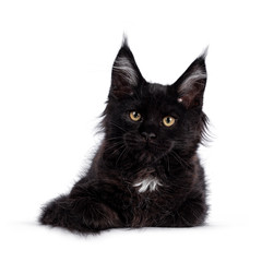Cute solid black Maine Coon cat kitten, laying down facing front. Looking straight ahead to camera with golden eyes. Isolated on white backgroun