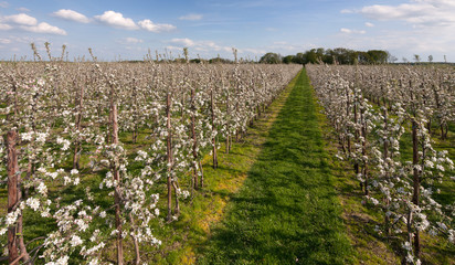 Fototapeta na wymiar Spring. Appleblossom. Orchard blooming. Netherlands