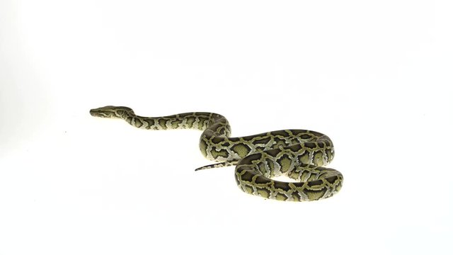 Granit Burmese Python or Python molurus bivittatus isolated on white background.