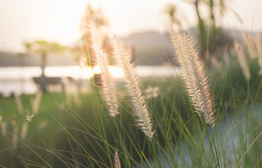 Vintage color filtered, flowering grass.