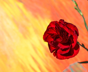 One red carnation flower on a colourful background