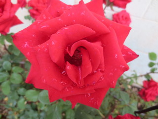 Rose with frost