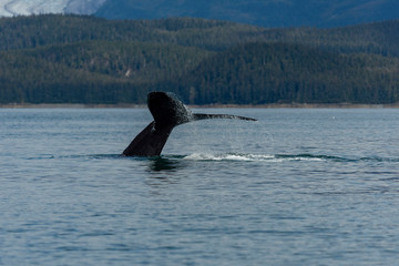 Whale watching Juneau AK