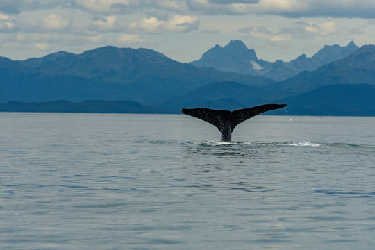 Whale watching Juneau AK