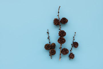 Larch cones on blue background. Christmas or New Year celebration concept. Copy space.