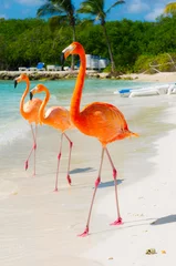 Gordijnen Pink flamingo on the beach from Aruba © camaralucida1