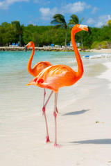Pink flamingo on the beach from Aruba - obrazy, fototapety, plakaty