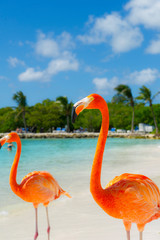 Pink flamingo on the beach from Aruba - obrazy, fototapety, plakaty