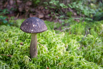 edible mushrooms in the autumn forest