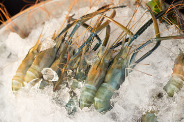 Fresh shrimps with cold ice in market.