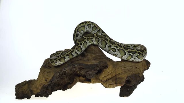 Granit Burmese Python or Python molurus bivittatus on wooden snag isolated in white background.